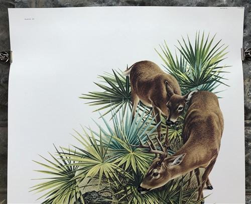Art & Collectibles > Prints > Lithographs - Richard Timm, Florida Key Deer, Signed Print, 28x22 Wade Collection, Plate 15...