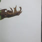 Art & Collectibles > Prints > Lithographs - Maryrose Wampler, Single Yellow Rose, Signed Print, 28x22, Wall Art, Plate 7 b...