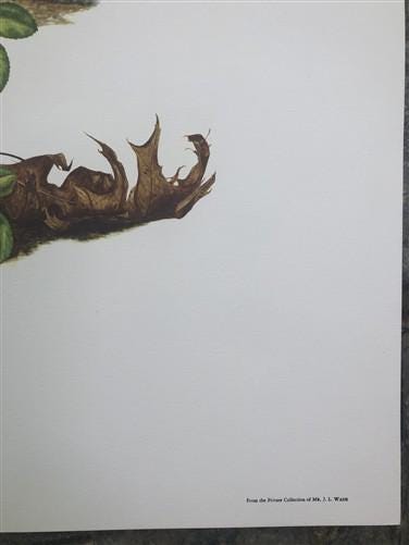 Art & Collectibles > Prints > Lithographs - Maryrose Wampler, Single Yellow Rose, Signed Print, 28x22, Wall Art, Plate 7 b...