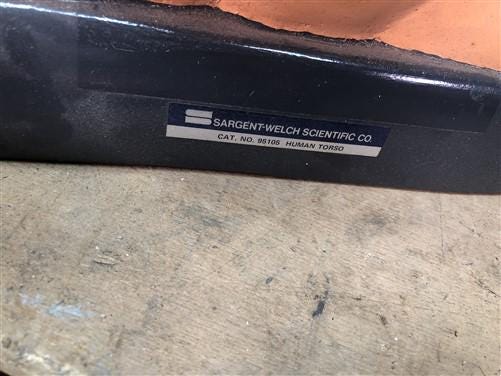 Craft Supplies & Tools > Tools & Equipment > Equipment & Machines - Sargent Welch Scientific Human Torso Cat No 95105, 3D...