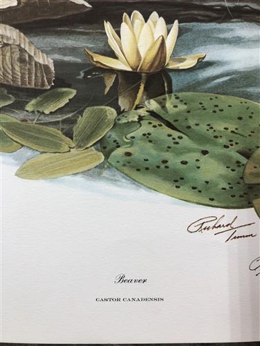 Art & Collectibles > Prints > Lithographs - Richard Timm, Beaver, Signed Print, 28x22 Wade Collection, Plate 11 by The Old...