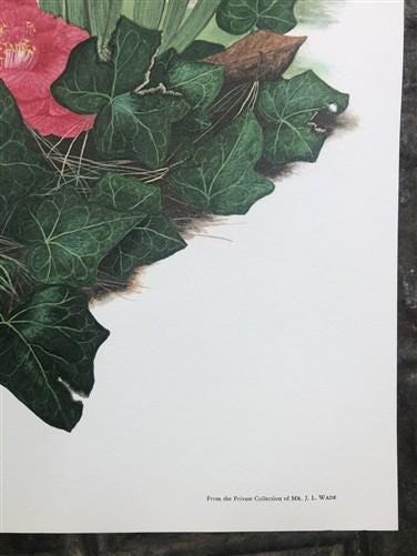 Maryrose Wampler, Camellia, Signed Print, 28x22 Wall Art, Plate 19