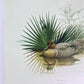 Art & Collectibles > Prints > Lithographs - Richard Sloan, Green Winged Teal, Signed Print, 28x22, Wade Collection, Plate...