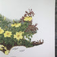 Art & Collectibles > Prints > Lithographs - Maryrose Wampler, Single Yellow Rose, Signed Print, 28x22, Wall Art, Plate 7 b...