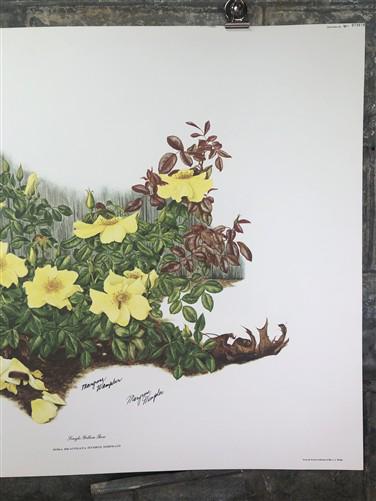 Art & Collectibles > Prints > Lithographs - Maryrose Wampler, Single Yellow Rose, Signed Print, 28x22, Wall Art, Plate 7 b...