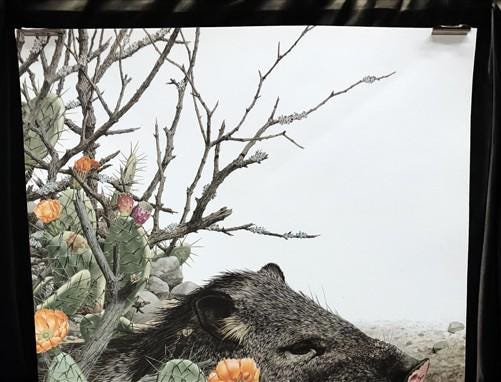 Art & Collectibles > Prints - Axel Amuchastegui, Peccary, 20.75x14 South American Wildlife Art Print M by The Old Grainery...