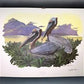 Richard Sloan, Brown Pelican, Signed Print, 28x22, Wade Collection, Plate 17