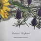 Art & Collectibles > Prints > Lithographs - Maryrose Wampler, Common Sunflower, Signed Print, 28x22 Wall Art, Plate 24 by...