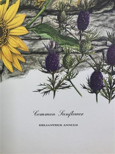 Art & Collectibles > Prints > Lithographs - Maryrose Wampler, Common Sunflower, Signed Print, 28x22 Wall Art, Plate 24 by...