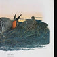 Art & Collectibles > Prints > Lithographs - Richard Sloan, Prairie Chicken, Signed Print, 11x14, Essay, Sketches, Plate 11...