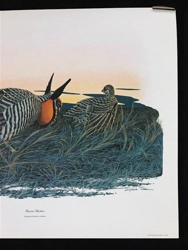 Art & Collectibles > Prints > Lithographs - Richard Sloan, Prairie Chicken, Signed Print, 11x14, Essay, Sketches, Plate 11...