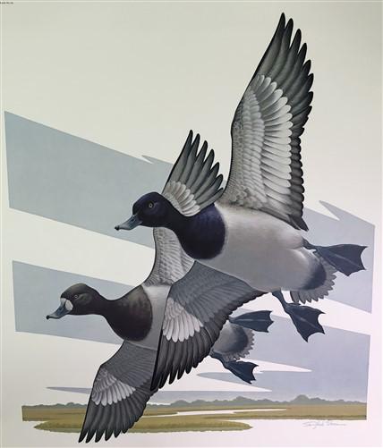 Art & Collectibles > Prints > Lithographs - Richard Sloan, Lesser Scaup, Signed Print, 28x22, Wade Collection, Plate 49 by...