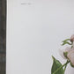 Maryrose Wampler, Peace Rose and Peony, Signed Print, 28x22 Wall Art, Plate 17