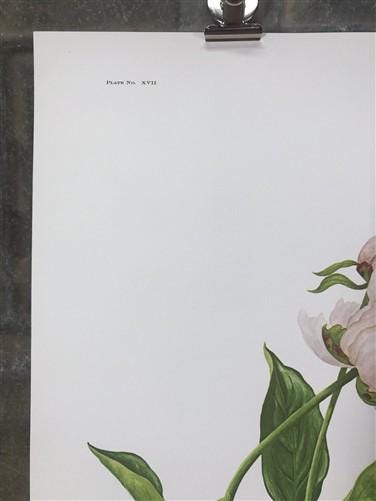 Maryrose Wampler, Peace Rose and Peony, Signed Print, 28x22 Wall Art, Plate 17