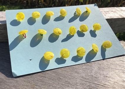Buttons - 17 Lemon Yellow Lucite Moon Glow Buttons, Vintage Acrylic Buttons, Gold Luster by The Old Grainery (17, Acrylic,...