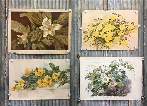 Wall Art - 4 Floral Art Prints, Magnolias, Alamandar, Liserons, Bruyere, Vintage Wall Art by The Old Grainery (cinema, Gol...