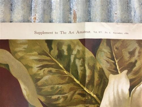 Wall Art - 4 Floral Art Prints, Magnolias, Alamandar, Liserons, Bruyere, Vintage Wall Art by The Old Grainery (cinema, Gol...