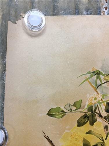 Wall Art - 4 Floral Art Prints, Magnolias, Alamandar, Liserons, Bruyere, Vintage Wall Art by The Old Grainery (cinema, Gol...