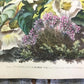 Wall Art - 4 Floral Art Prints, Magnolias, Alamandar, Liserons, Bruyere, Vintage Wall Art by The Old Grainery (cinema, Gol...