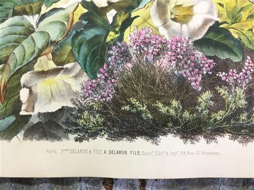 Wall Art - 4 Floral Art Prints, Magnolias, Alamandar, Liserons, Bruyere, Vintage Wall Art by The Old Grainery (cinema, Gol...