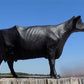 Cast Iron Cow Doorstop, Butcher Shop Advertising, Farm Art Milk Cow Bull Statue
