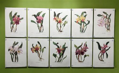 10 Andrey Avinoff Pinx Orchid Art Prints, 23x17 Floral Lithograph Plates 11-20