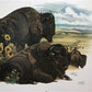 Art & Collectibles > Prints > Lithographs - Richard Timm, Bison, Signed Print, 28x22 Wade Collection, Plate 20 by The Old...