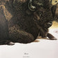 Art & Collectibles > Prints > Lithographs - Richard Timm, Bison, Signed Print, 28x22 Wade Collection, Plate 20 by The Old...