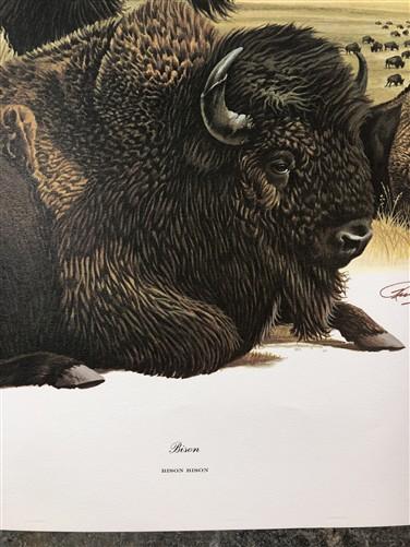 Art & Collectibles > Prints > Lithographs - Richard Timm, Bison, Signed Print, 28x22 Wade Collection, Plate 20 by The Old...