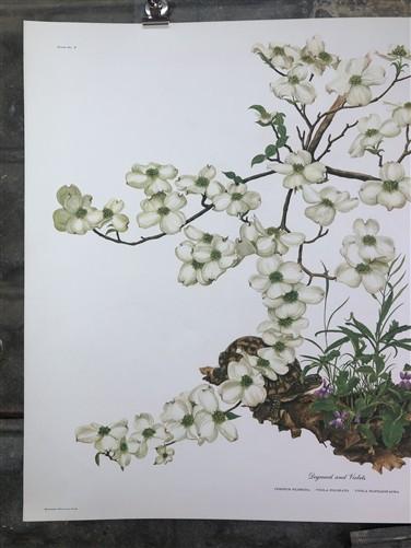 Maryrose Wampler, Dogwood & Violets, Signed Print, 28x22, Wall Art, Plate 5