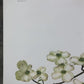 Maryrose Wampler, Dogwood & Violets, Signed Print, 28x22, Wall Art, Plate 5
