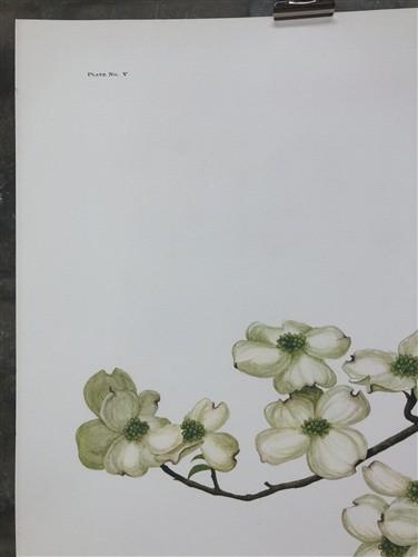 Maryrose Wampler, Dogwood & Violets, Signed Print, 28x22, Wall Art, Plate 5