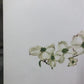 Maryrose Wampler, Dogwood & Violets, Signed Print, 28x22, Wall Art, Plate 5