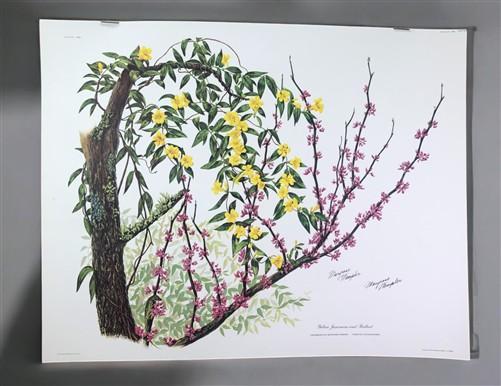 Art & Collectibles > Prints > Lithographs - Maryrose Wampler, Jessamine & Redbud, Signed Print, 28x22 Wall Art, Plate 14 b...