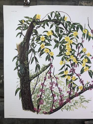 Art & Collectibles > Prints > Lithographs - Maryrose Wampler, Jessamine & Redbud, Signed Print, 28x22 Wall Art, Plate 14 b...