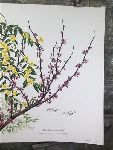 Art & Collectibles > Prints > Lithographs - Maryrose Wampler, Jessamine & Redbud, Signed Print, 28x22 Wall Art, Plate 14 b...