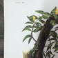 Art & Collectibles > Prints > Lithographs - Maryrose Wampler, Jessamine & Redbud, Signed Print, 28x22 Wall Art, Plate 14 b...