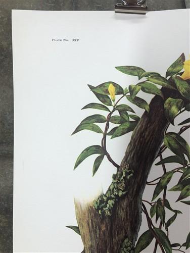 Art & Collectibles > Prints > Lithographs - Maryrose Wampler, Jessamine & Redbud, Signed Print, 28x22 Wall Art, Plate 14 b...