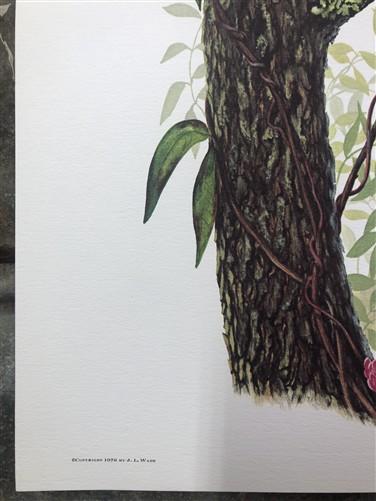 Art & Collectibles > Prints > Lithographs - Maryrose Wampler, Jessamine & Redbud, Signed Print, 28x22 Wall Art, Plate 14 b...