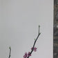 Art & Collectibles > Prints > Lithographs - Maryrose Wampler, Jessamine & Redbud, Signed Print, 28x22 Wall Art, Plate 14 b...