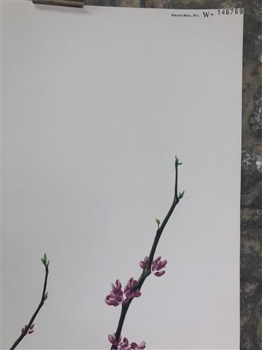 Art & Collectibles > Prints > Lithographs - Maryrose Wampler, Jessamine & Redbud, Signed Print, 28x22 Wall Art, Plate 14 b...
