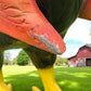 Metal rooster - 8' Aluminum Rooster Statue, Decorative Rooster, Metal Outdoor Farm Garden Art by The Old Grainery (bird sc...