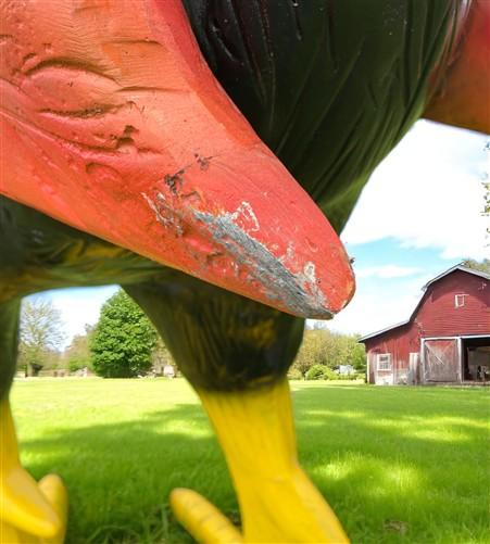 Metal rooster - 8' Aluminum Rooster Statue, Decorative Rooster, Metal Outdoor Farm Garden Art by The Old Grainery (bird sc...