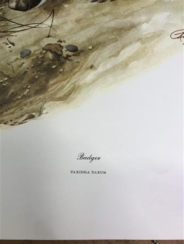 Art & Collectibles > Prints > Lithographs - Richard Timm, Badger, Signed Print, 28x22 Wade Collection, Plate 10 by The Old...