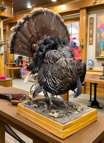 Full Body Wild Turkey Mount, Strutting Tom Turkey Taxidermy on Decorative Base