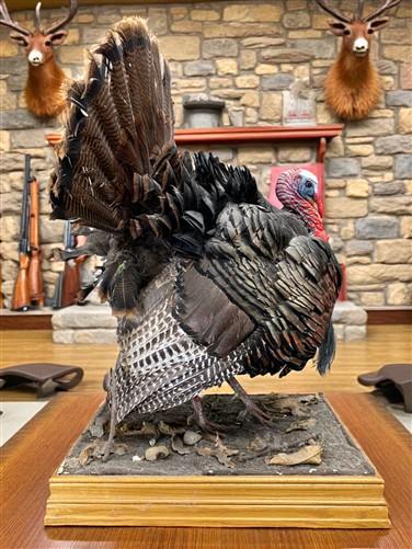 Full Body Wild Turkey Mount, Strutting Tom Turkey Taxidermy on Decorative Base