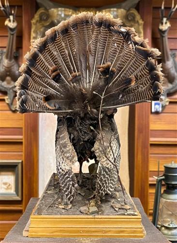 Full Body Wild Turkey Mount, Strutting Tom Turkey Taxidermy on Decorative Base