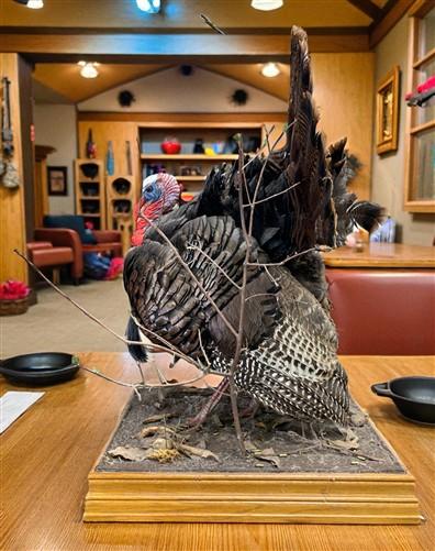Full Body Wild Turkey Mount, Strutting Tom Turkey Taxidermy on Decorative Base