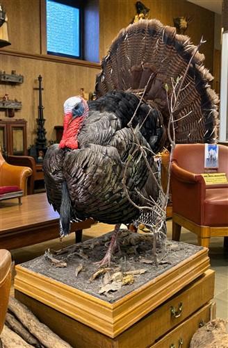 Full Body Wild Turkey Mount, Strutting Tom Turkey Taxidermy on Decorative Base