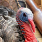 Full Body Wild Turkey Mount, Strutting Tom Turkey Taxidermy on Decorative Base